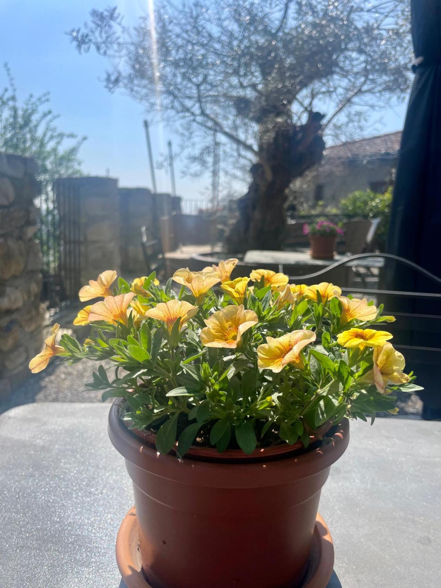 B&B Il Castellaccio - Albavilla Dış mekan fotoğraf
